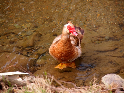 [Duck at edge of water with its head cocked to one side as if looking at the camera person.]